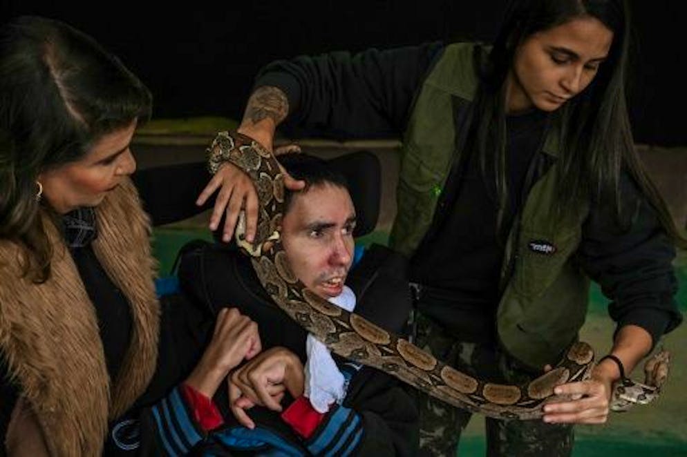 Au Brésil, des reptiles s'invitent en thérapie - Gallery. La thérapeute Andrea Ribeiro (g) et la biologiste Beatriz Araujo (d) assistent le patient Paulo Palacio Santos lors d'une séance de thérapie avec des reptiles à Sao Paulo, au Brésil, le 30 mai 2023