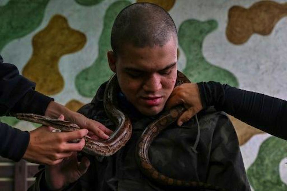 Au Brésil, des reptiles s'invitent en thérapie - Gallery. David de Oliveira Gomes assiste à une séance de thérapie avec des reptiles à la Walking Equotherapy Clinic à Sao Paulo, au Brésil, le 30 mai 2023