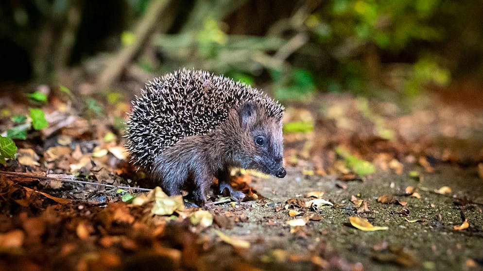 Les robots tondeurs infligent des blessures souvent fatales. S'agissant des hérissons, les outils de jardinage tels que les débroussailleuses, souffleurs ou aspirateurs de feuilles, les tondeuses et les robots de tonte sont la 2e cause de blessures et de mortalité après la circulation routière.