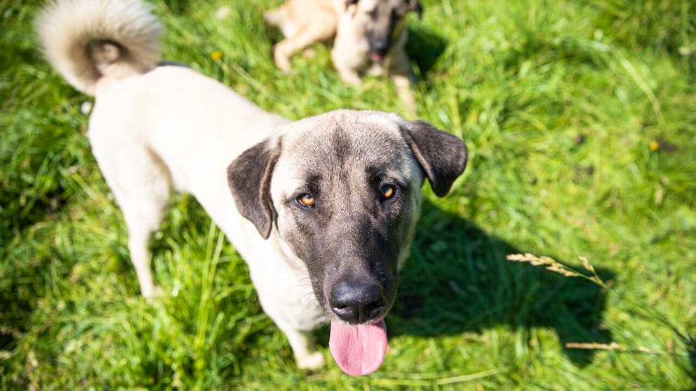 Le Valais a développé son propre programme pour tester et légitimer des chiens pour la protection des troupeaux contre les loups.