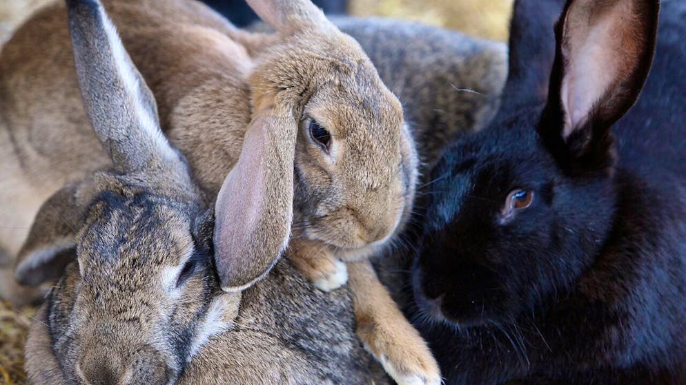 Le virus se transmet principalement par contact direct. Un vaccin permet de protéger son animal (Archives).