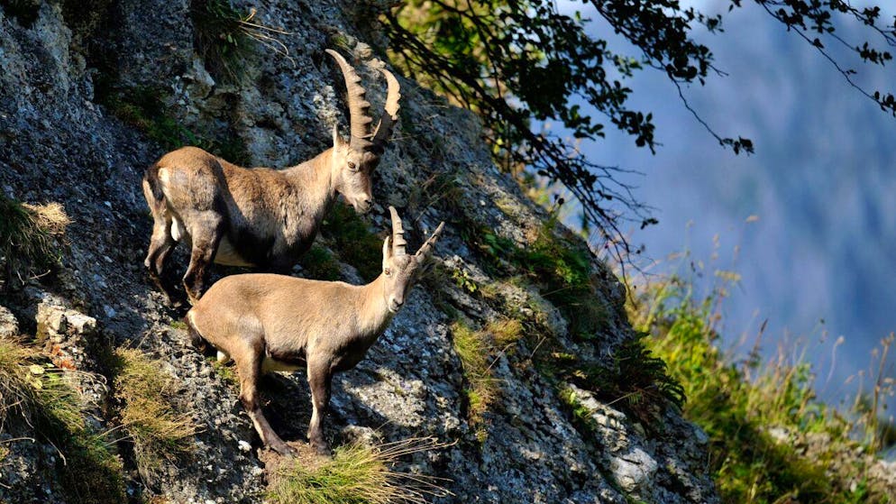 Le Grand Conseil valaisan souhaite rouvrir la chasse aux bouquetins aux chasseurs étrangers. (Archives).