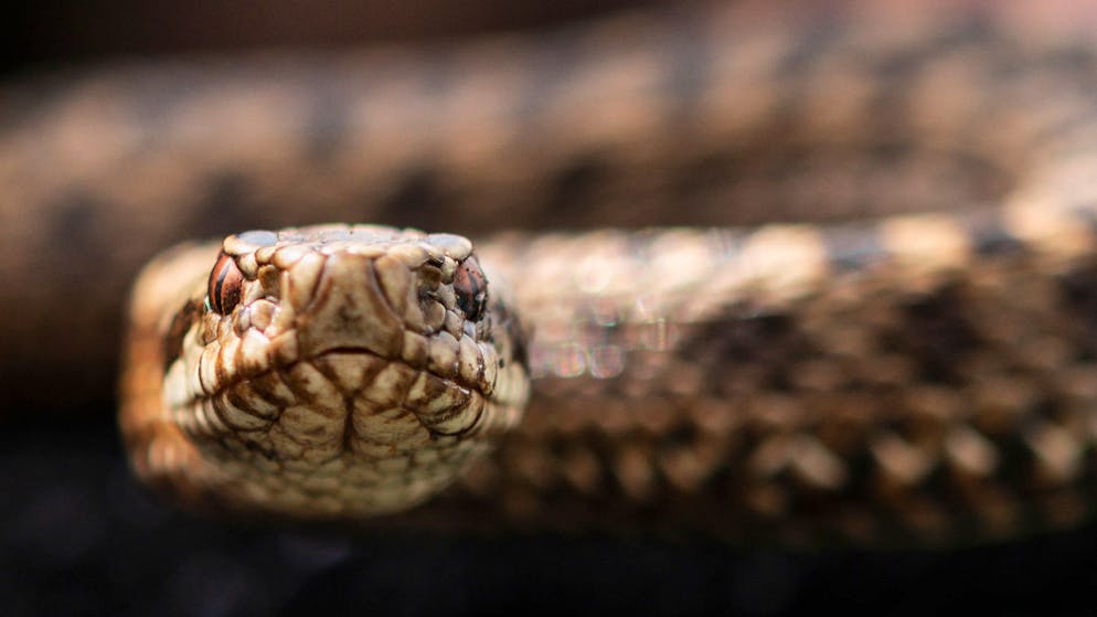 Chinese New Year. What the Year of the Snake has in store for you