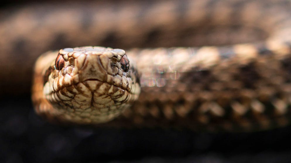 Obacht. Diese Schlangen in der Schweiz sind giftig – und jene harmlos