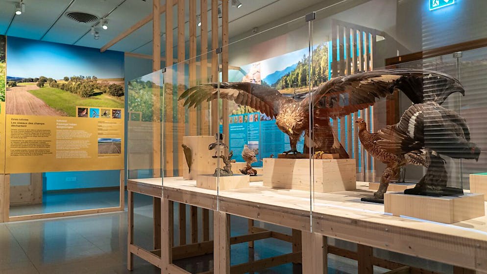 Le Musée d'histoire naturelle de Fribourg, dont la nouvelle exposition s'intitule "Les oiseaux et leurs milieux - #5 Biodiversité Fribourg", profitera bientôt d'un tout nouvel écrin.