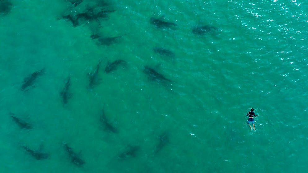 Les Etats membres de l'ONU ont adopté lundi par consensus le premier traité international pour protéger la haute mer. (archives)