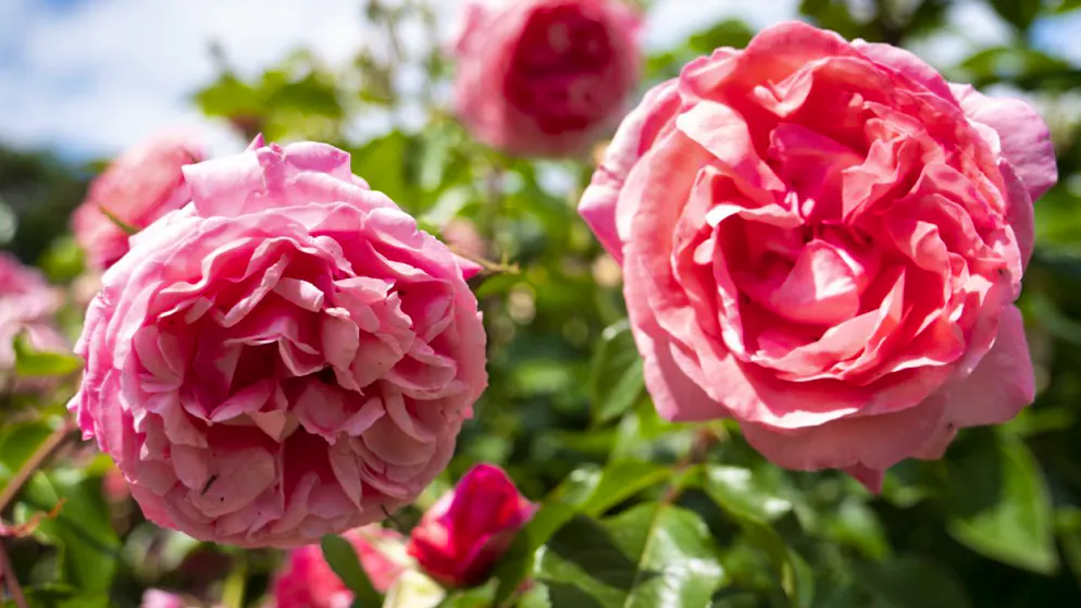 La quatrième édition du concours international de la rose de Nyon (VD) a permis d'évaluer 89 nouvelles variétés, créées par 24 obtenteurs en provenance de onze nationalités (archives).