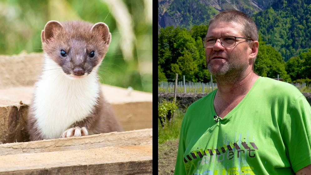 Artenschutz in der Schweiz. Darum errichten Bio-Winzer Wiesel-Bauten für ihre Reben