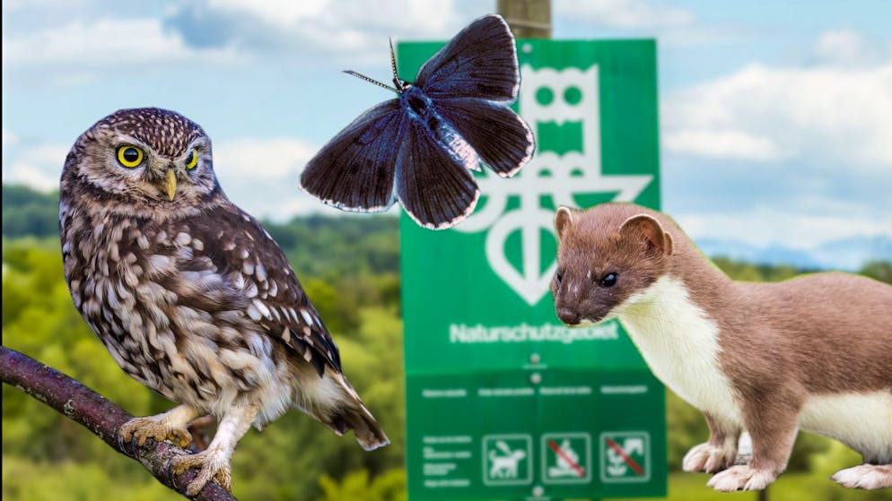 Artenschutz. Die Schweiz muss ihre bedrohten Tiere retten, aber wie?