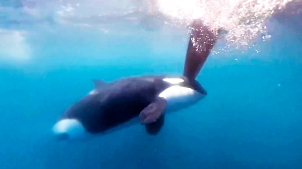 Killerwale greifen Segler an. «Sie kamen direkt auf uns zu und schlugen auf die Ruder ein»