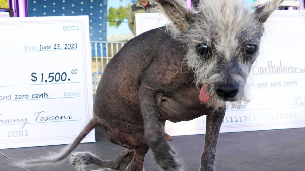 Lahmer Champion. Nackthund «Scooter» zum «hässlichsten Hund der Welt» gekürt