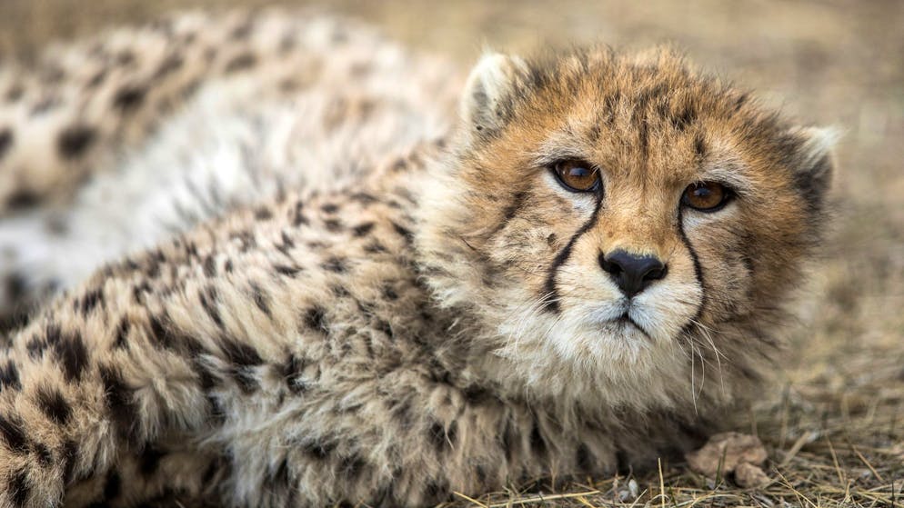 Ein Gepardenjunges im Pardisan-Park. Der Asiatische Gepard ist vom Aussterben bedroht.