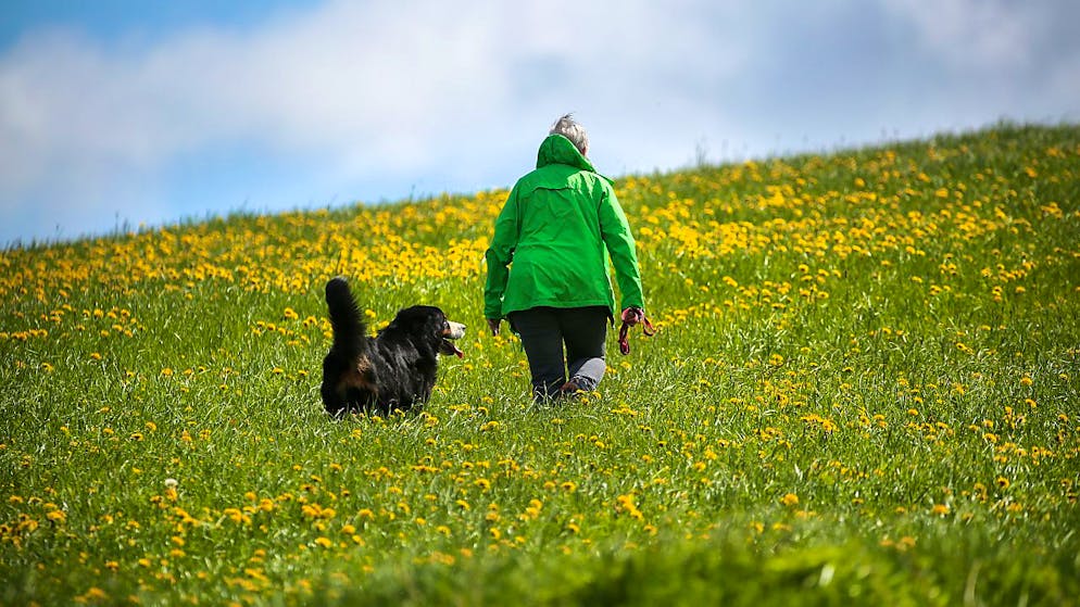 Neue Studie zu Hunden. Hunde nehmen Menschen genau so wahr wie Artgenossen