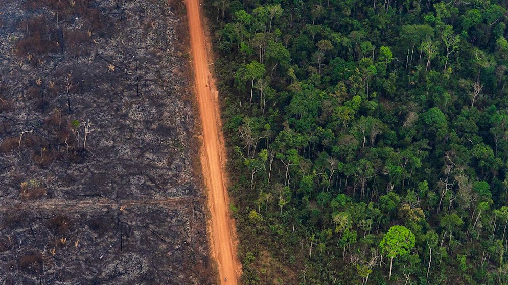 En 2022, une surface équivalente à onze terrains de football de forêt vierge tropicale a été détruite chaque minute (archives).