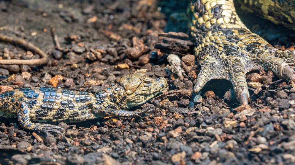 Besucher entdeckt Nachwuchs. Baby-Krokodil überrascht Zoo Zürich