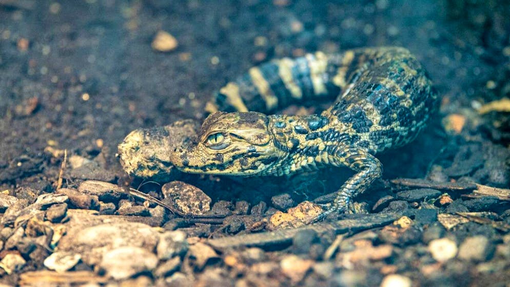 Eclosion surprise d'un bébé caïman au zoo de Zurich - Gallery. Les gardiens du zoo s'attendaient à l'éclosion du bébé caïman environ un à deux mois plus tard, mais son oeuf a sans doute été pondu bien plus tôt qu'ils ne le supposaient.