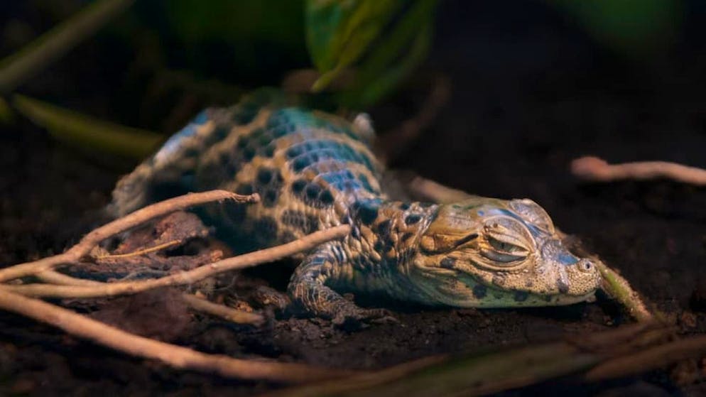 Eclosion surprise d'un bébé caïman au zoo de Zurich - Gallery. C'est un visiteur qui a découvert le petit en train de ramper dans l'installation. Il en a averti les gardiens du zoo.