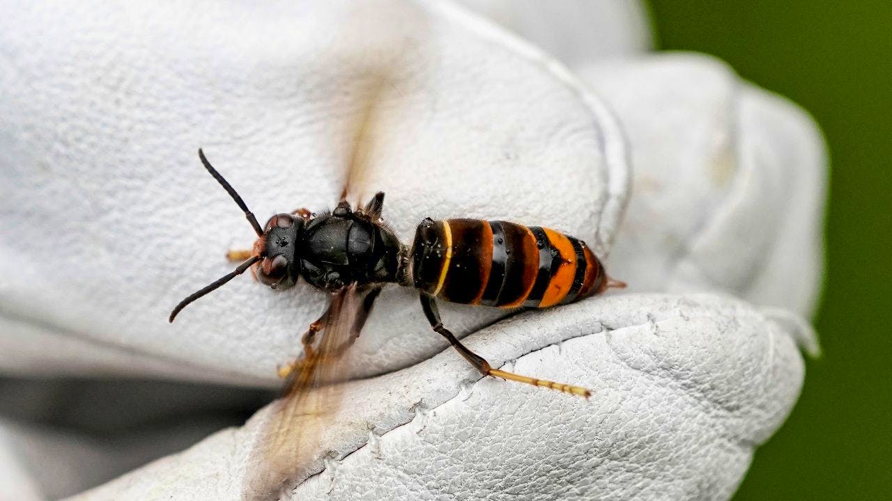 Insekten. Die Asiatische Hornisse verbreitet sich rasant in der Schweiz