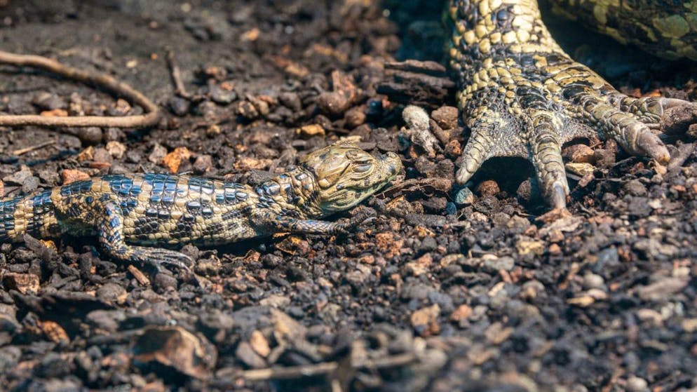 Eclosion surprise d'un bébé caïman au zoo de Zurich - Gallery. Le bébé caïman a éclos il y a quelques semaines sans que personne ne s'en aperçoive.