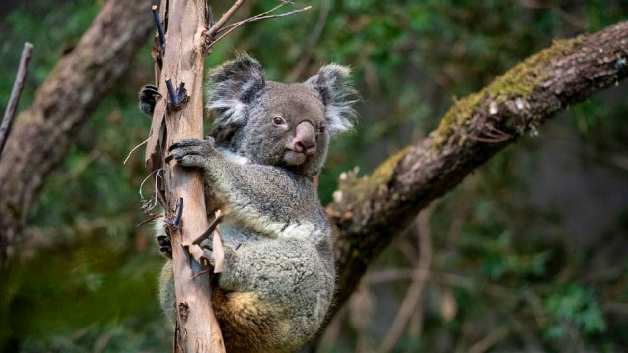 Tierwelt. Zoo Zürich schläfert erkranktes Koala-Weibchen ein
