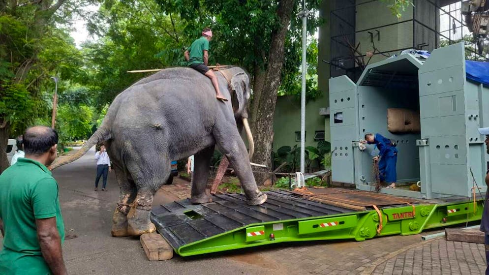 HANDOUT - Elefantentreiber üben mit dem Elefant Muthu Raja vor dem Transport das In-die-Box-steigen im Dehiwala Zoo in Colombo. Jahrelang musste der Elefant, der in Thailand Sak Surin genannt wird, in Sri Lanka Schwerstarbeit leisten. Die Folge waren Abszesse und ein steifes linkes Vorderbein. Dabei ist der Dickhäuter eigentlich ein Geschenk Thailands. Die Regierung holt ihn nun zur Behandlung heim. (zu dpa-Korr "Thailand holt misshandelten Elefanten heim: Happy End für Sak Surin?") Foto: Uphul/Zoo Dehiwala/dpa - ACHTUNG: Nur zur redaktionellen Verwendung im Zusammenhang mit dem genannten Text und nur bei vollständiger Nennung des vorstehenden Credits