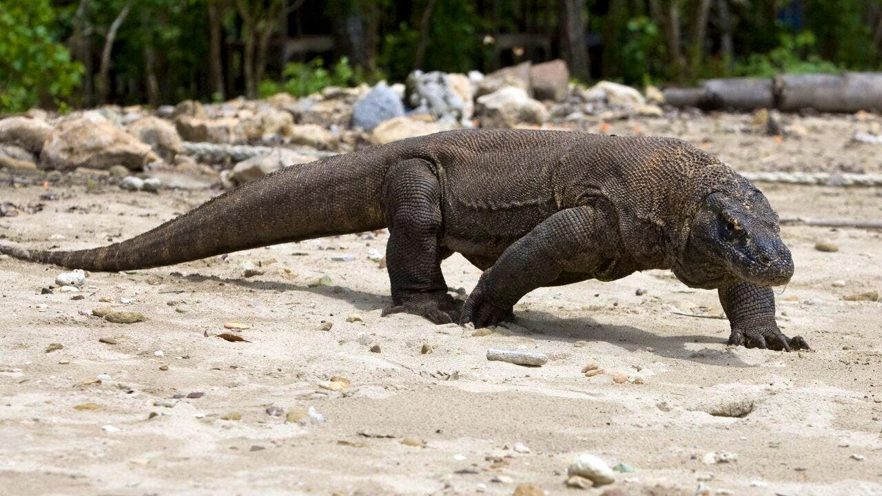 Archäologie. Forscher entdecken Fossilien von Riesen-Echsen in der Schweiz