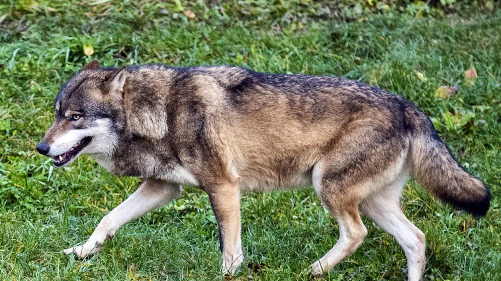Ein Wolf in einem Tierpark. (Archivbild)