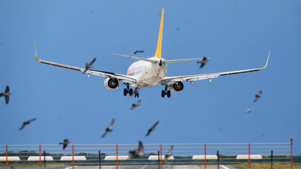 Sturmtief sorgt für Hunderte Einsätze - Gallery. Ein Flugzeug von Pegasus Airlines landet  hinter einem Vogelschwarm in deutlicher Schräglage am Flughafen Hannover.