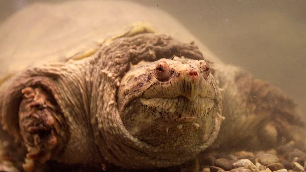 Die im Wasser lebende Schnappschildkröte (Chelydra serpentina) stammt aus Nordamerika. In Europa wird sie auch von Privatleuten gehalten und manchmal wegen der bedeutenden Grösse auch in die freie Wildbahn ausgesetzt. (Archivbild)