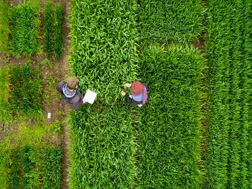 Coop Naturaplan. Die Züchtung von Bio-Weizen erfordert viel Arbeit auf dem Feld. Jedes Jahr werden Tausende Zuchtstämme ausgesät.