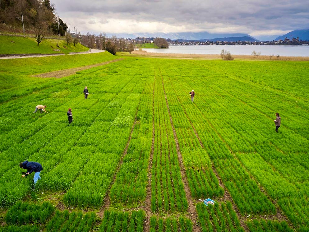 Coop Naturaplan. Ein Meer aus Getreide-Parzellen: Das Feld zwischen der Seestrasse und dem Zürichsee.