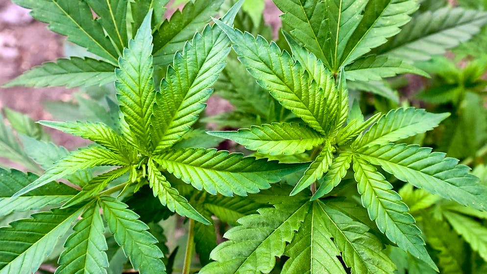 ARCHIV - In Großbritannien wird gegen illegale Hanf-Plantagen, wie diese hier, vorgegangen. Foto: Patrick Pleul/dpa-Zentralbild/dpa