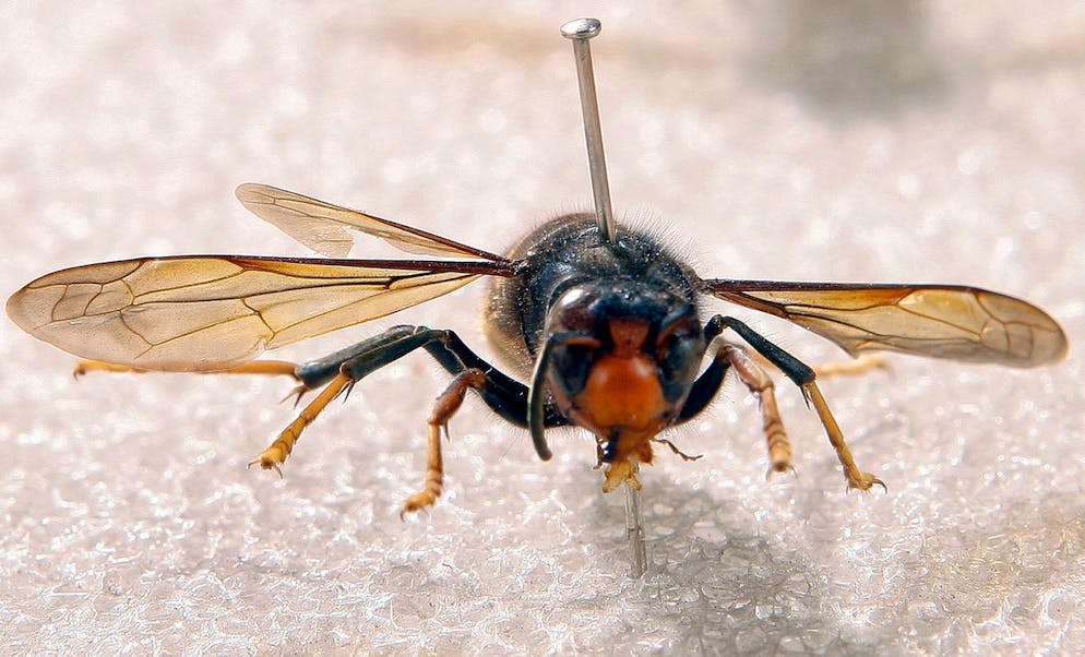 Die tut niemandem mehr was: eine tote Asiatische Hornisse als Anschauungsobjekt. Die lebenden Exemplare bedrohen Schweizer Bienenvölker. 