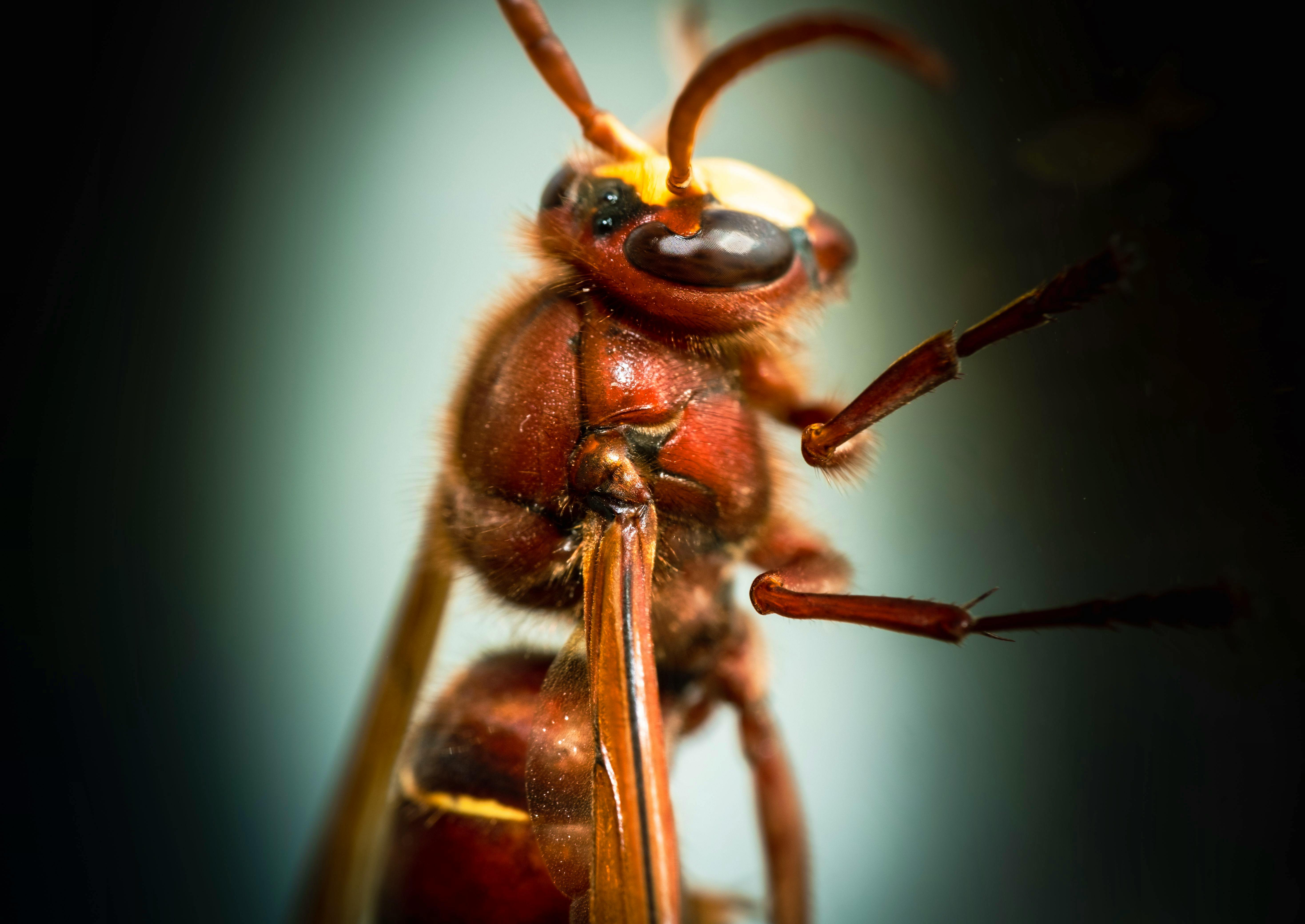 Combatting The Asian Hornet Invasion: Beekeepers' Fight Against A ...