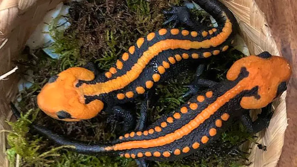 Farbenfroh und rar. Neue Art von Krokodilmolch in Vietnam entdeckt