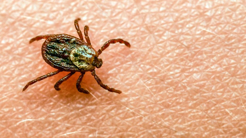 Quelle vielfältiger Infektionskrankheiten: Die Zecke.