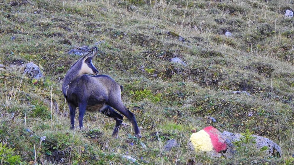 Definite le zone di protezione della selvaggina nei Grigioni