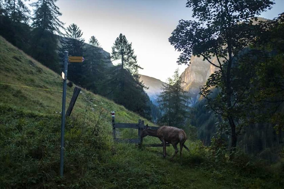 Nuova regolamentazione delle zone di protezione della selvaggina cantonali