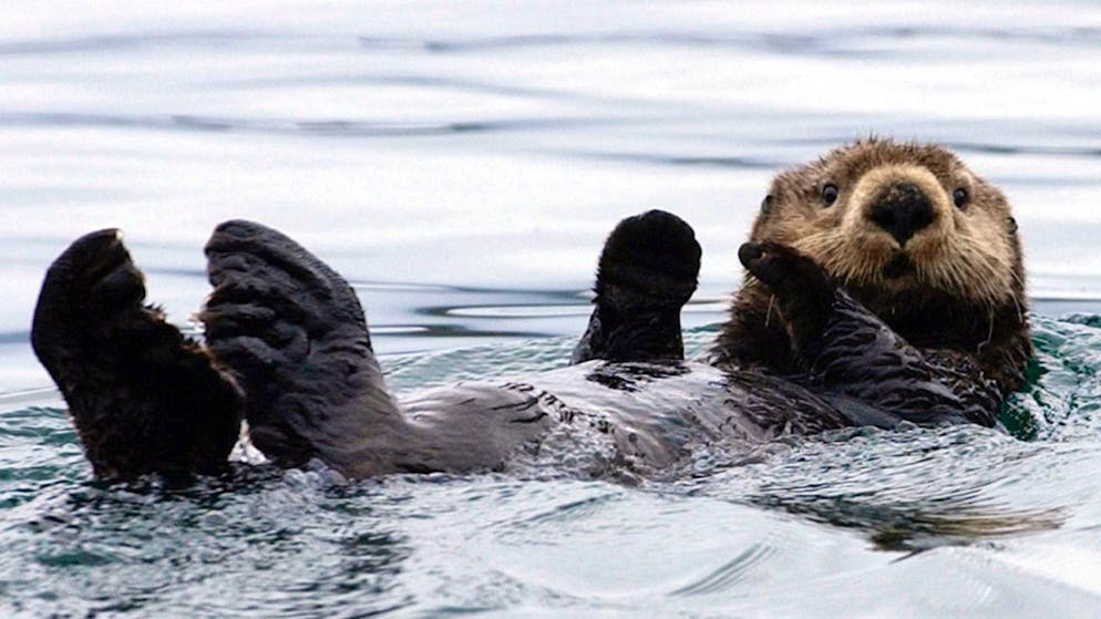 Stati Uniti: Lontra marina aggredisce gruppo di surfisti in