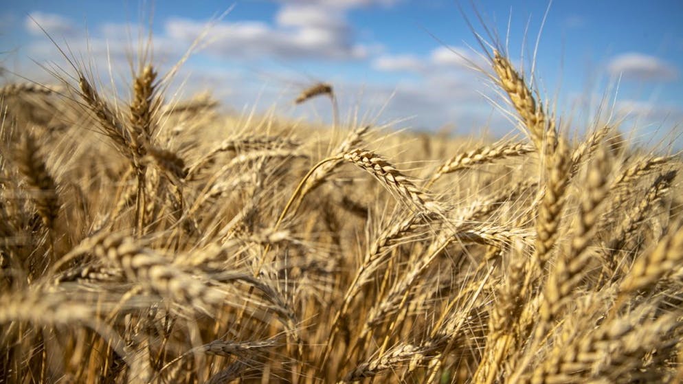 Dopo lo stop dell'accordo. Mosca: «Sostituiremo gratis il grano ucraino all'Africa»