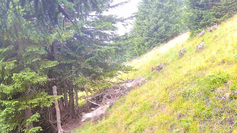 Eine Fotofall konnte am Montagmorgen zwei ausgewachsene Wölfe mit fünf Welpen im Calfeisental festhalten.