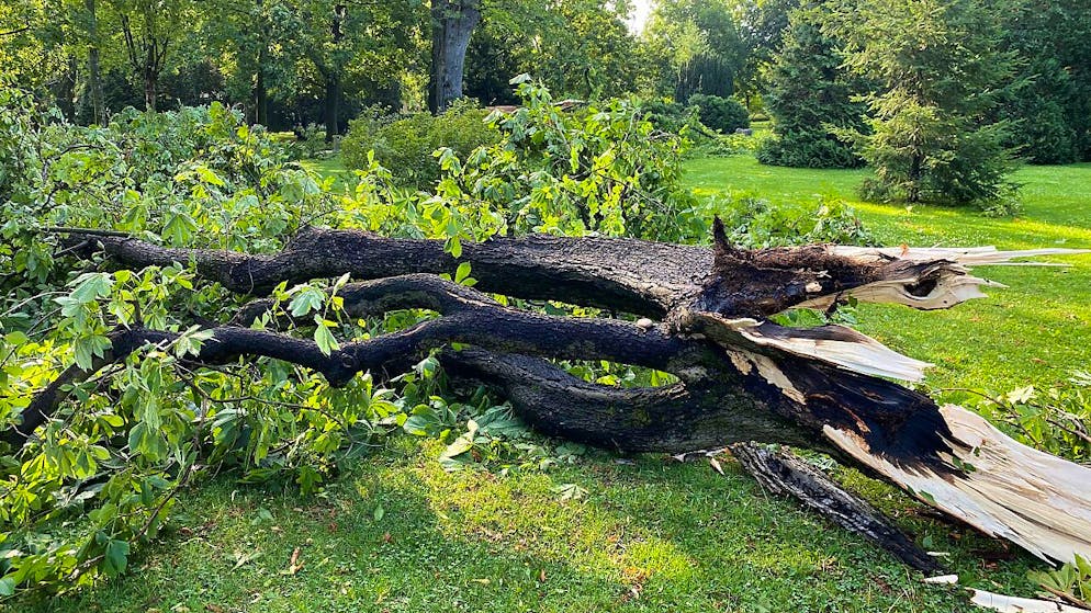 Der Gewittersturm vom 11. Juli hinterliess im Basler Kannenfeldpark grosse Schäden.