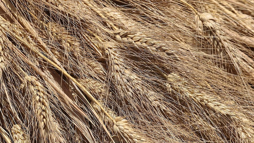 Guerra in Ucraina. Mosca blocca l'accordo sul grano, Perrin: «Poche ripercussioni per la Svizzera»