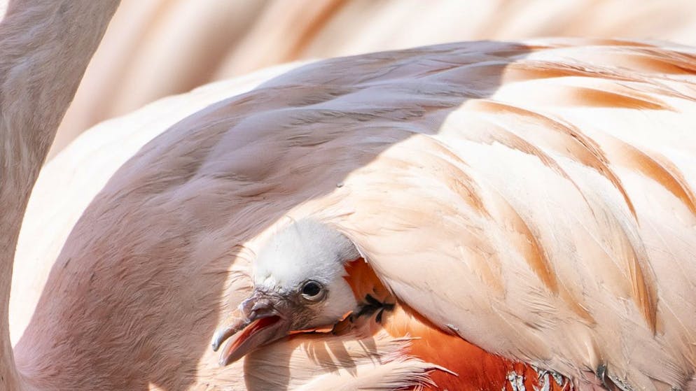 Dieses Flamingoküken wird im Zoo Zürich von seiner Mutter beschützt.