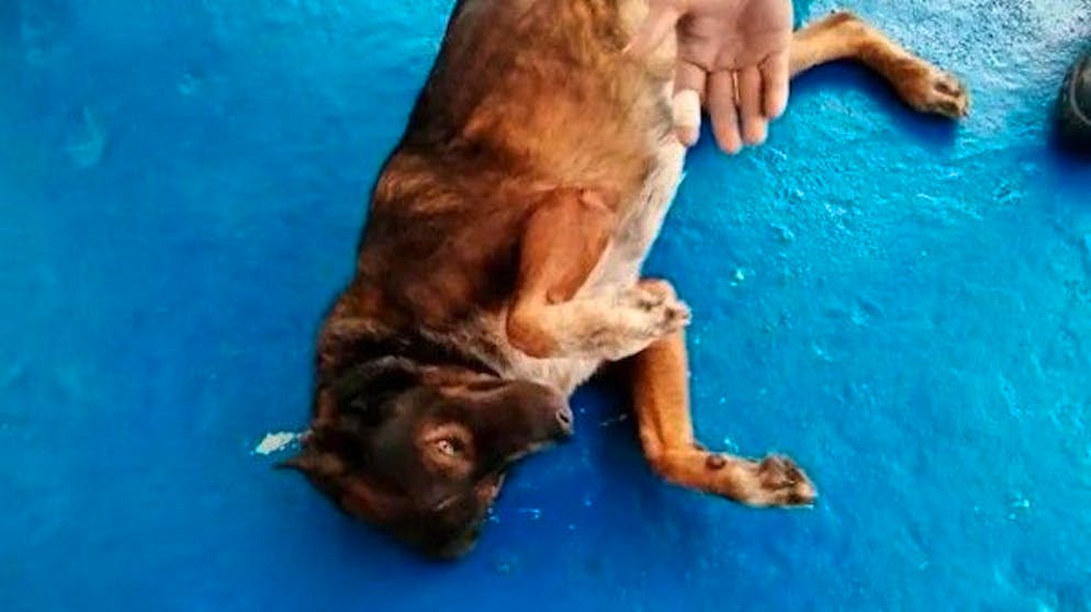 Bella, il cane dell'australiano Tim Shaddock, rotola sul ponte dopo il salvataggio.