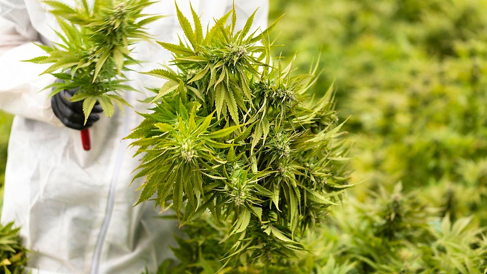 Laut einer Studie des Marktforschungsinstituts Link hat die Generation 60+ in der Schweiz das grösste Nutzungspotenzial bei CBD-Produkten. (Symbolbild)