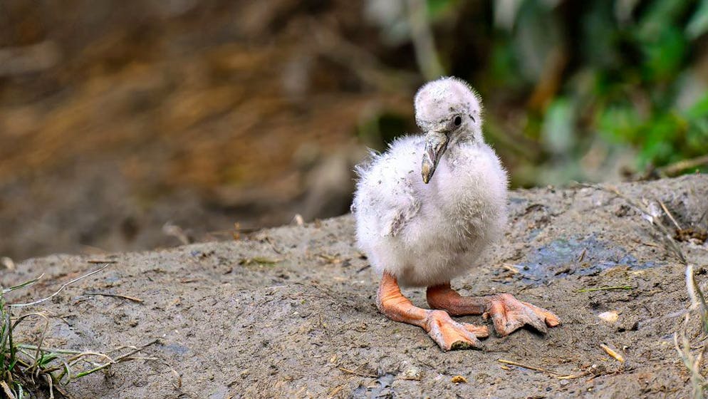 Junger Chileflamingo im Zoo Zürich.