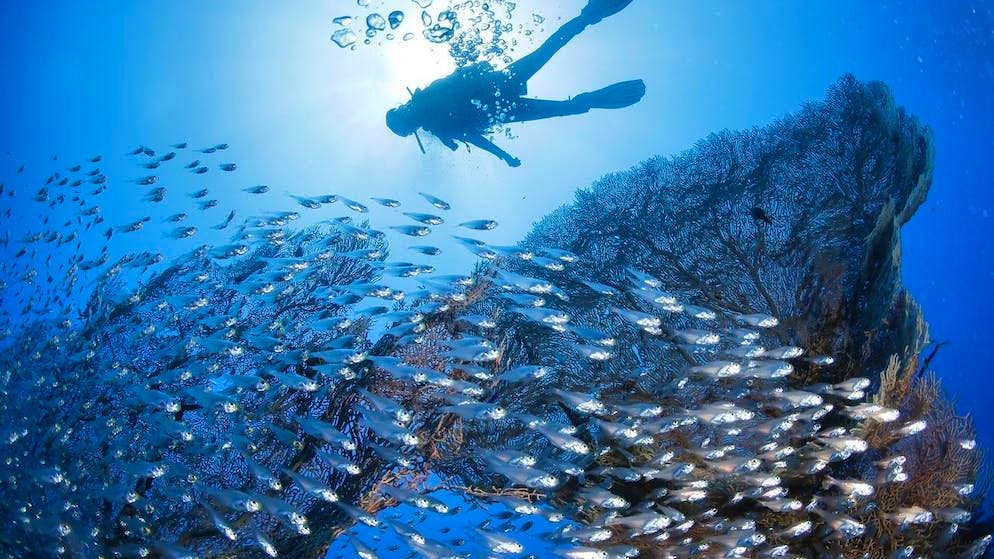 Canicola. Record di caldo: nell'aprile 2023, negli oceani è stata misurata una temperatura media di 21,1 gradi. Dall'inizio delle registrazioni non sono mai stati così caldi.