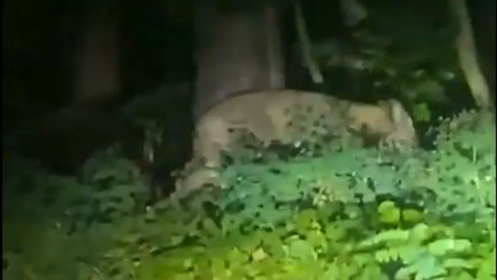 Polizia alla ricerca dell'animale. Una leonessa vaga nel sud di Berlino? Paura fra i residenti