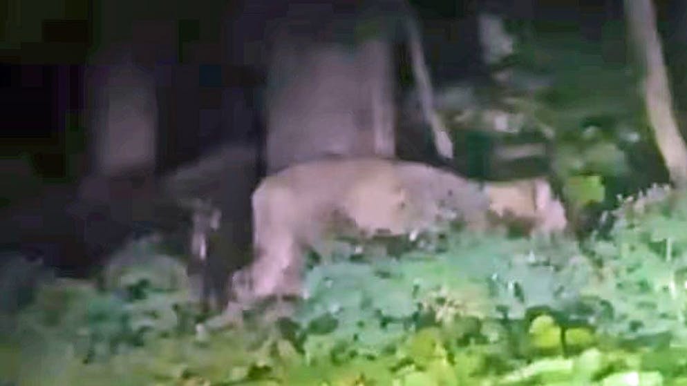 Twitter-Spott. Das Netz nimmt die Berliner Tigerjagd mit Humor